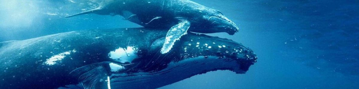 Ocean with David Attenborough | 2025-08-21 @ Films At The Fort